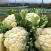 カリフラワー【里月】