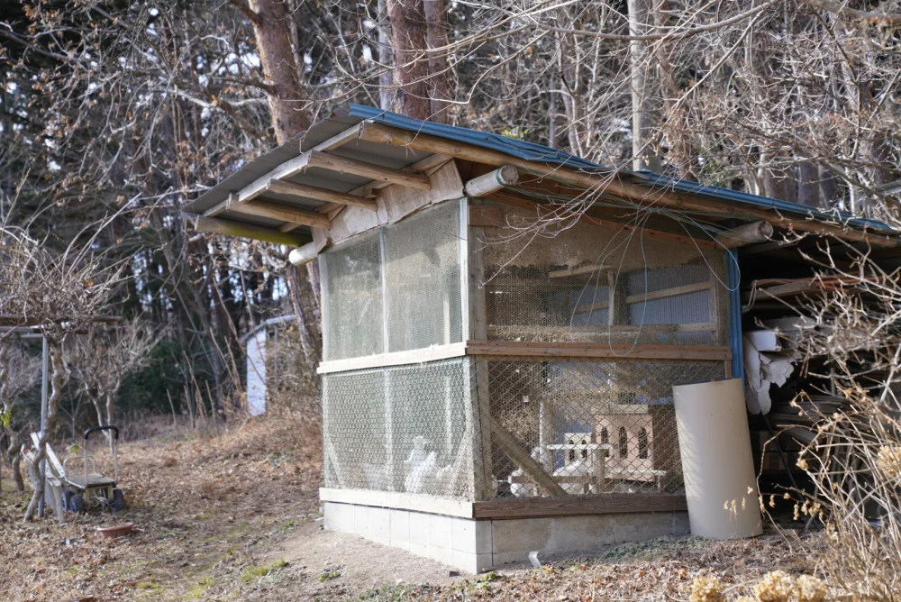 【産みたて／12個入り！】標高570mで育つ烏骨鶏の卵