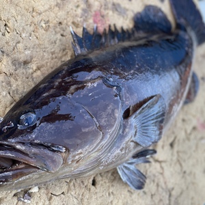 【松島産】幻の天然クエとサザエセット