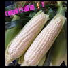 サクサク食感❕ホワイトコーン