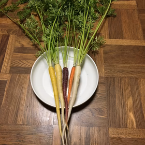 カラフルスティック人参 5色