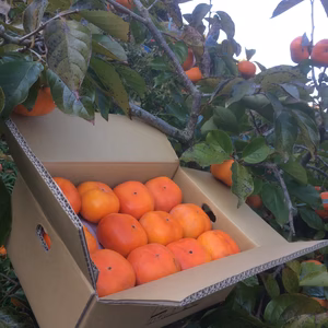 次郎柿　シャキシャキ