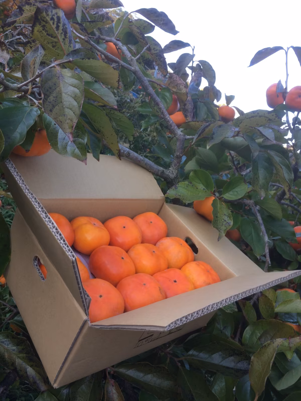 次郎柿　シャキシャキ