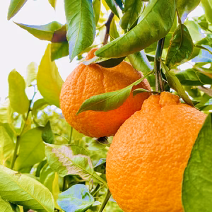 【豊潤な甘み】愛媛県産デコ（不知火）ご家庭用2kg