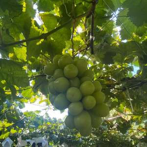 5房〜６房勝沼産朝獲り訳あり新鮮美味しいシャインマスカット！ご家庭用で最適です