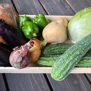 大人2～3名分ファミリー向けおまかせ野菜セット【健康な無農薬野菜】