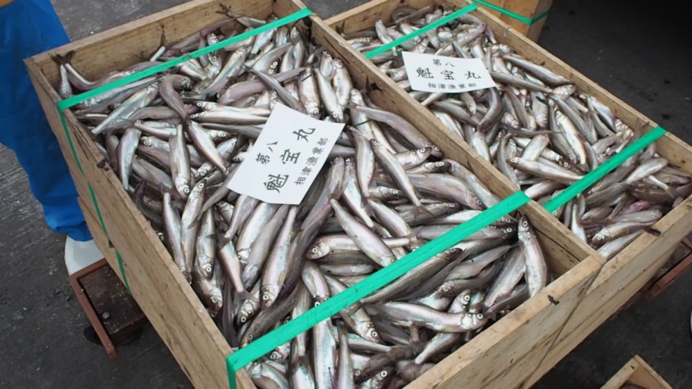 北海道十勝広尾産 船上直送 生の本ししゃも 農家漁師から産地直送の通販 ポケットマルシェ