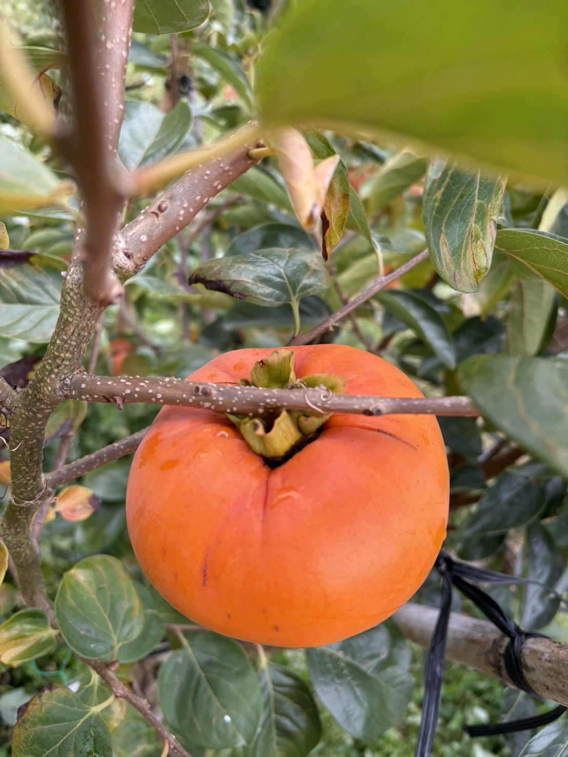 [送料込]紀州てまり特大サイズ 沖縄・離島以外 紀州てまり 現品のみ 6個 2.8kg