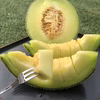 熟甘！アールスメロン1玉【高糖度&ジューシー】【お中元】
