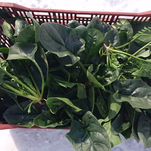 野菜嫌いな子供向けに絶対好きにさせます。肉厚の"寒締め”ほうれん草300g×2袋