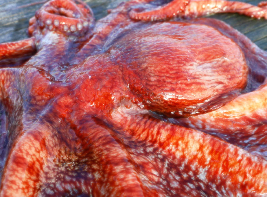 あらゆるタコを食べ尽くしたい！🐙今日から始める タコ のたしなみ