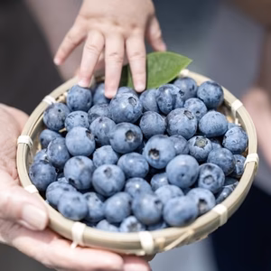 超大粒ブルーベリー！高級品種ユーリカ