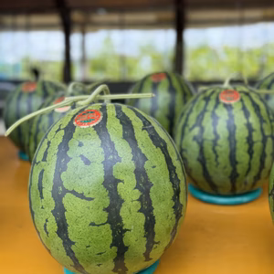 熊本　植木産すいか　5月15頃出荷予定　農家歴51年の両親が作る自慢のすいか