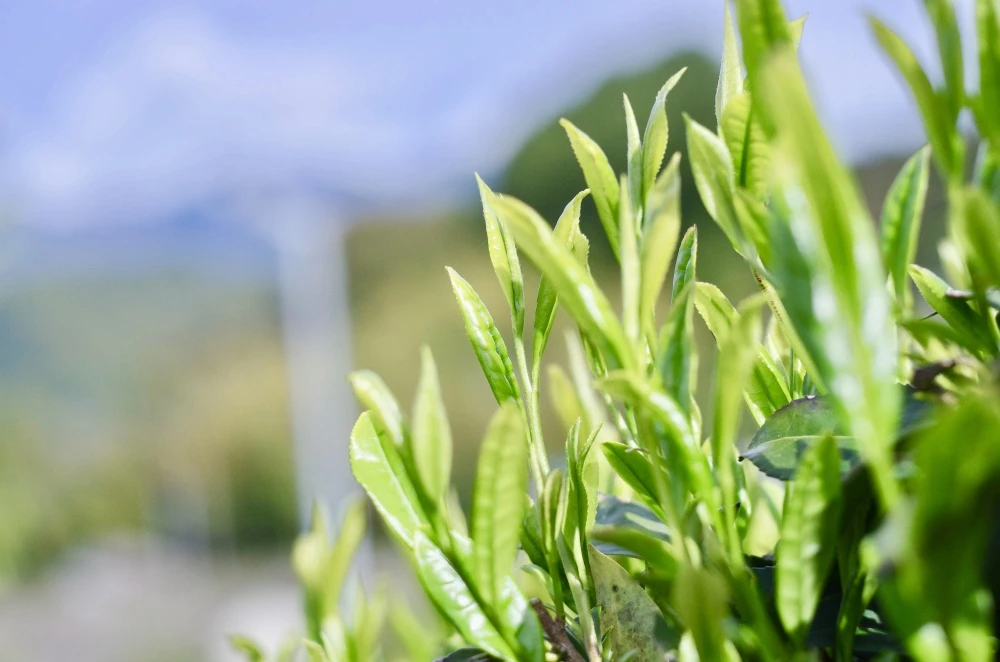 杉山貢大農園のよくばり3種類「煎茶の和・ほうじ茶・和紅茶」のティーバッグセット！
