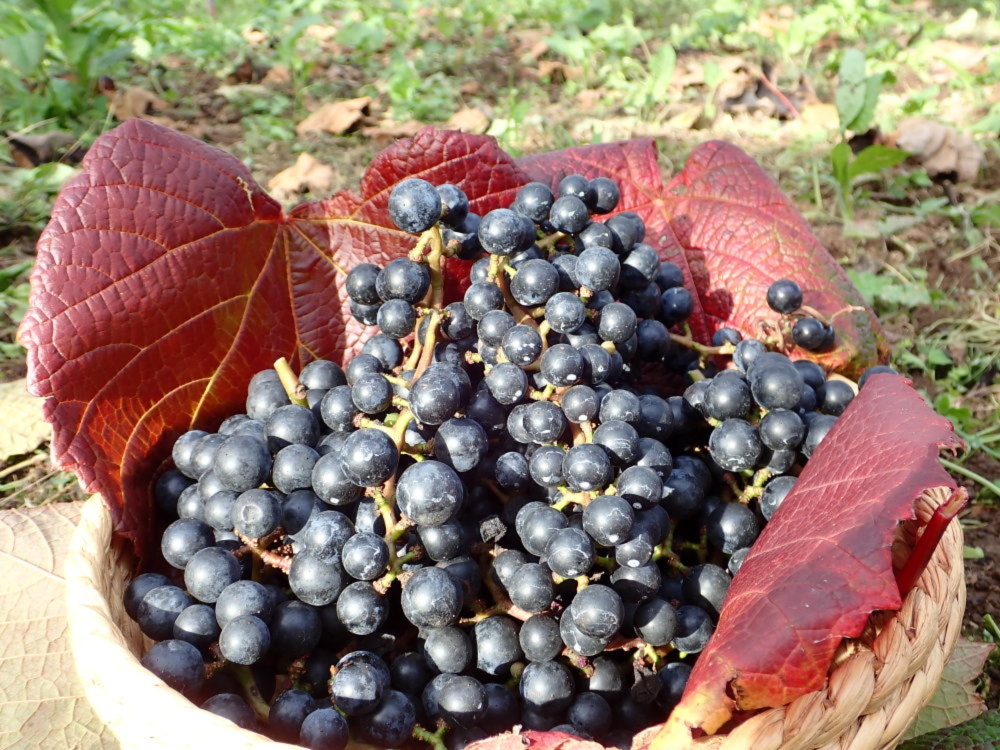 山葡萄 やまぶどう 果実 10キロ