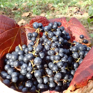 【ゆきちゃん専用】　山形県産ヤマブドウ YM-０　手作りジュース・ジャムに最適