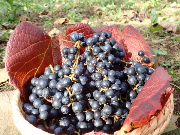 【ゆきちゃん専用】　山形県産ヤマブドウ YM-０　手作りジュース・ジャムに最適