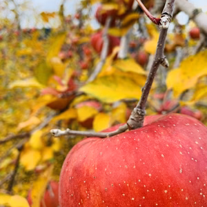 【長野県松川村産】サンふじ 訳あり 家庭用
