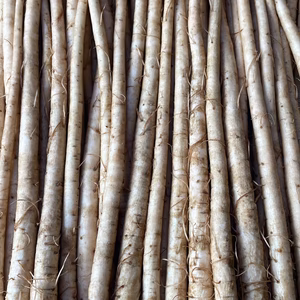 色白！鹿児島県産洗いごぼう⭐︎３キロ