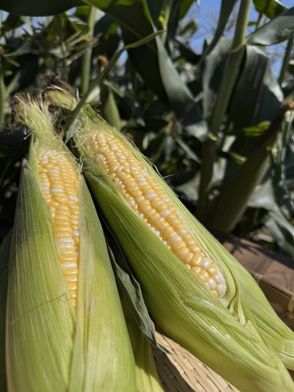 1粒も残したくないっ!!激甘ドルチェドリーム♡お嬢様トウモロコシ