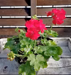 もっとも赤い赤！ハイブリッドゼラニウム[ダークレッド]10.5センチ鉢