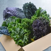 ２度と手に入らないかも！ケール 5種類 おまかせ食べ比べセット【静岡県磐田市産】