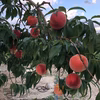 もぎたて桃★長野県産 川中島白鳳★良品❣️農家直送❣️
