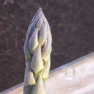 【１日１名様限定】 選べる太さアスパラ 本数 or 太さ？ ①か②を選んでね