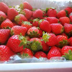 【5／14発送】結末はキミシダイだ❤️加工用❤️ほのかちゃん