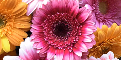 おうちを春にしよう🌼見る花･食べる花のたしなみ