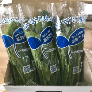 採りたて！栄養たっぷり！新鮮ほうれん草(冷蔵発送)