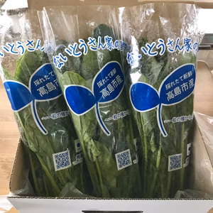 採りたて！栄養たっぷり！新鮮ほうれん草(冷蔵発送)