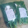 【春のカラフル菜っ葉】優しい彩り菜っ葉セット(5袋)