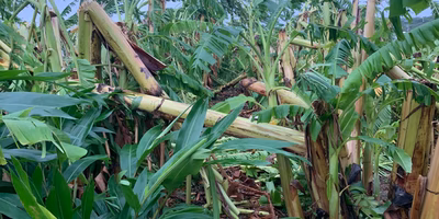 台風9号・10号に伴う生産者さんの被害状況をお知らせします【ポケマル災害対策室より】