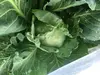 月1回 山梨県韮崎市から送る旬の野菜セット