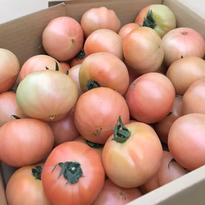 小さな大玉トマト