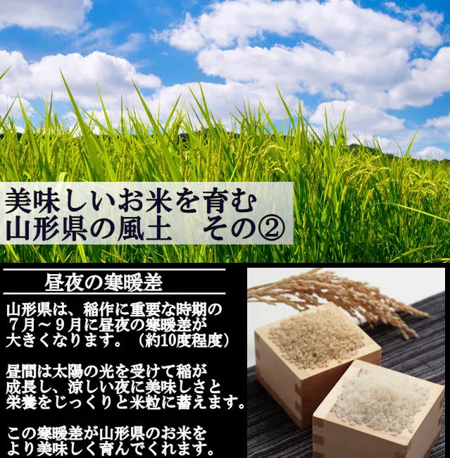 【山形県産】慣行栽培米 山形95号 岩魚米（玄米10kg 令和４年産）