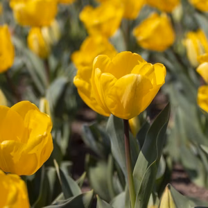 【チューリップ切り花】黄色と言えば　ゴールデンアペルドーン１０本