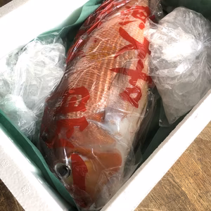 アマダイ!!　大　1.5キロ程　船上即エラ切り＆血抜き❗️