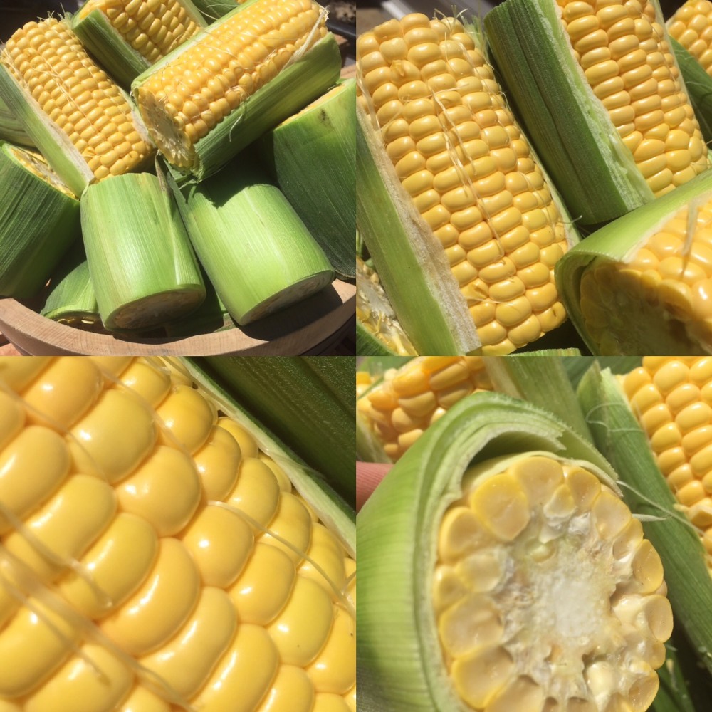 新食感！食べたら病みつき！ドライコーン！素材の味！カリッと