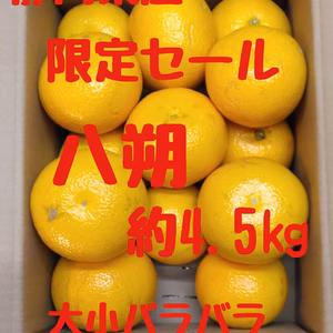限定セール　静岡県産　八朔　約4.5㎏