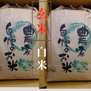 【玄米】５K【白米】５K　新潟コシヒカリ（令和4年度産）