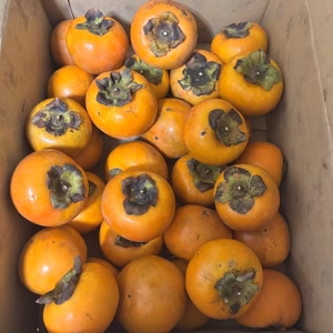 岡山県産富有柿