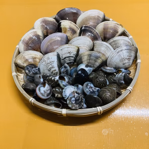 食べ比べ貝3種セット　大はまぐり、ながらみ、小玉貝各500g