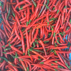赤唐辛子　フレッシュ　農薬不使用   長さ7㎝～