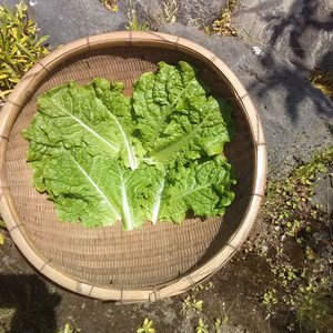 【そのままサラダで❗】農薬不使用サンチュ8束（80枚）