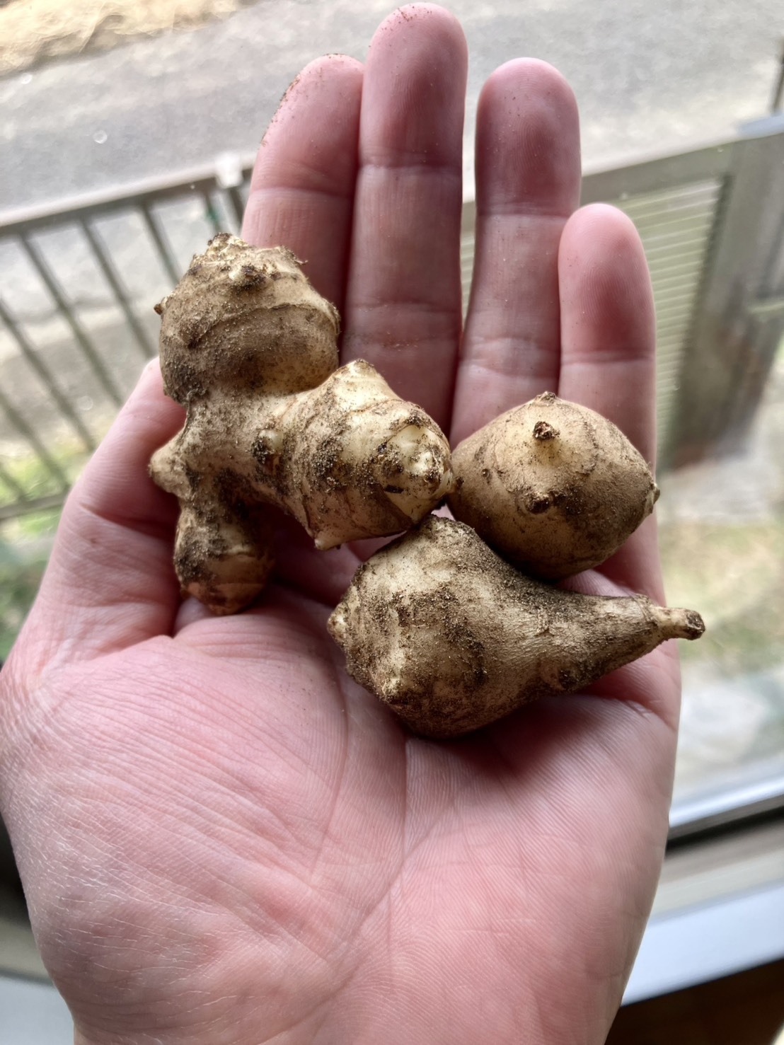 菊芋の通販・お取り寄せ商品｜野菜｜ポケットマルシェ｜産地直送で旬の