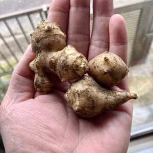 訳あり【小さめ　菊芋】コンパクト便にぎっしり！