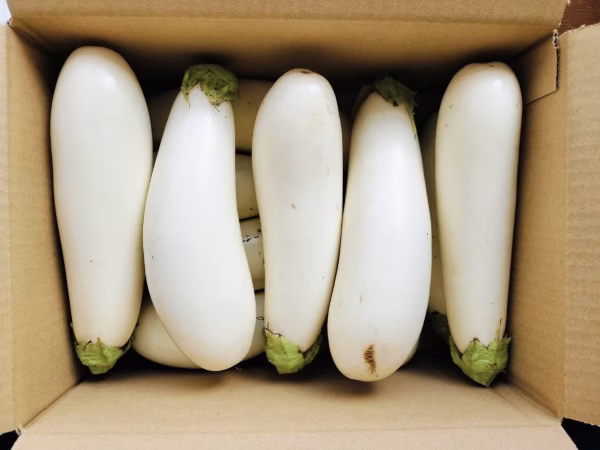 【お得なまとめ買い！！固定種】自然栽培！！とろける食感の白ナス
