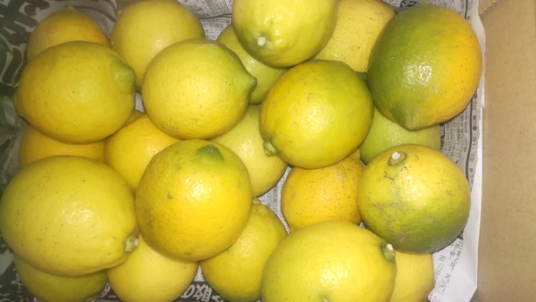 皮も使える広島県産レモン  訳あり品 2kg(約20個入)